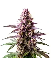 Blueberry Strain Seeds