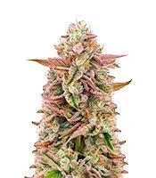 Chemical Bride Seeds