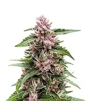 Forbidden Cherry Auto Seeds