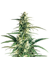 Buddha Haze Automatic (Big Buddha Seeds)