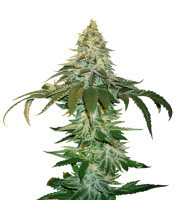 Cataract Kush regular seeds