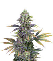 Graines de cannabis Dinamed CBD (Dinafem Seeds)