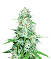 Graines de cannabis Nepal Jam (Ace Seeds)