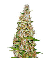 Graines de cannabis Skunk #1 Automatic (Sensi Seeds)