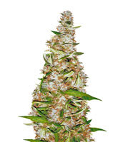 Skunk #1 Automatic feminized seeds