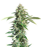 Triangle Kush Auto feminized seeds