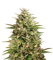 Double OG Haze feminized seeds