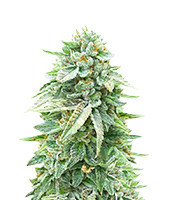 Dozy Doz Feminized Seeds (AlphaFem Seeds)