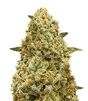 Monster Pebbles Feminized Seeds from Monster Genetics