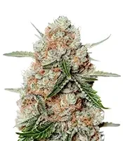 Apollo Feminized Seeds (Brothers Grimm Seeds)