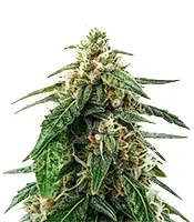 El Fuego feminized seeds