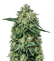 Northern Lights Auto feminized seeds (Green House Seeds)