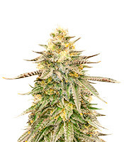 Tropicanna Cookies Feminized Seeds (Grow Barato)