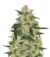 Blueberry 420 Auto (The Bulldog Seeds) Cannabis-Samen