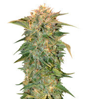 Graines de cannabis Golden Tiger regular (Ace Seeds)