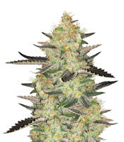 Brooklyn Mango (Dr. Underground) Cannabis-Samen zu verkaufen - Herbies Seeds