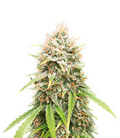 GMO (Herbies Seeds)