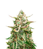 Northern Lights x Skunk Feminized Seeds (Herbies Seeds USA)