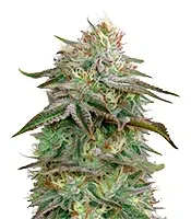 Alienz Seeds