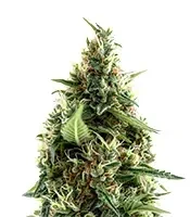 Arjan's Ultra Haze #1 Seeds