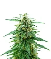 K.C. 48 Auto feminized seeds