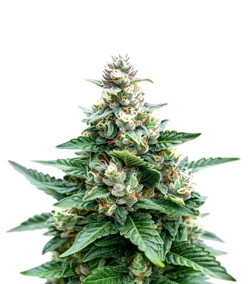 Sherbet Moonrocks Seeds (Original Sensible Seeds)