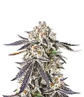 Sour MAC F1 Seeds (Seedkeepers)