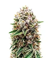 Super Lemon Haze x RS11 Seeds