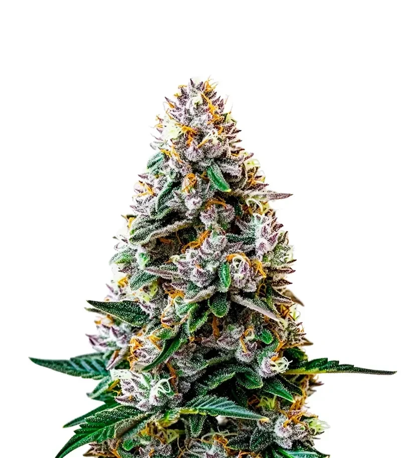 Tropicana Weddingcake Auto Seeds (Growers Choice)