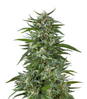 blue dream seeds for sale