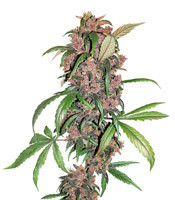 Graines de cannabis Red Mandarine F1 Fast Version (Sweet Seeds)