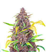 Auto Blackberry Kush feminized seeds