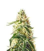 Blueberry Feminized Seeds (Herbies Seeds USA)