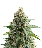 Semi femminizzati Auto Georgia Pie