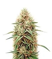 CBD Bomb feminized seeds