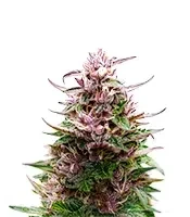 Extraction Tropicana Cherry Seeds