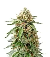 Ice Cream Haze Seeds