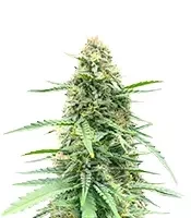 Sementes Feminizadas de Vanilla Latte Autoflower (Humboldt Seed Company)