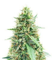 White Widow Automatic feminized seeds