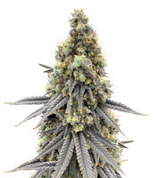 Blueberry Bud feminized seeds