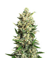 Ice Kush (Advanced Seeds) Cannabis-Samen