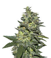 Yumbolt regular seeds