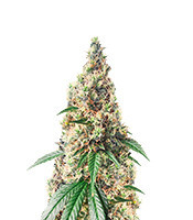 Chocolate Thai (Herbies Seeds USA)