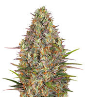 Glue Gelato Auto Seeds For Sale