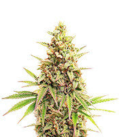 Legendary OG Punch (Legendary Punch) feminized seeds