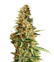 DO-SI-DOS (Cali Buds Seeds) Cannabis-Samen