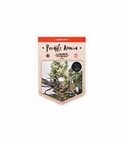 Pineapple Amnesia feminized seeds