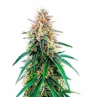 Candy Bubatz XL Auto Seeds