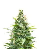 Jack Herer Seeds (Seedkeepers)