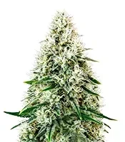 Pure Power Plant Automatic Seeds